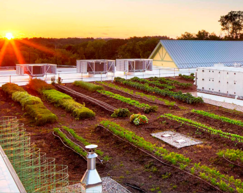Dachbegr&uuml;nung mit Bauder-Systemen